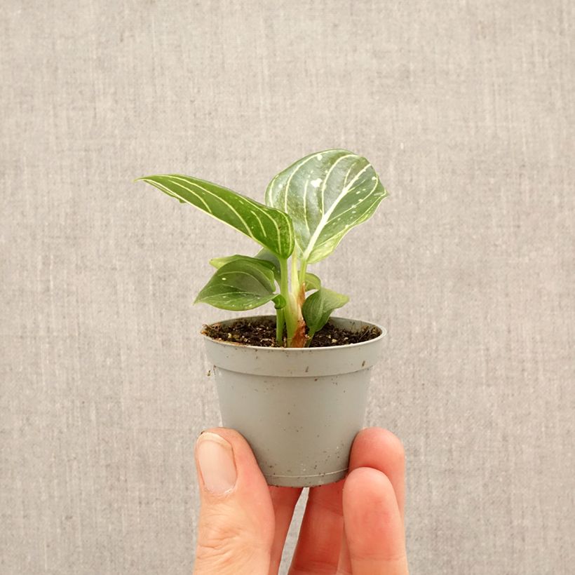 Exemplar von Aglaonema Toms Pride - Kolbenfaden Mini-Pflanze wie im Frühjahr geliefert