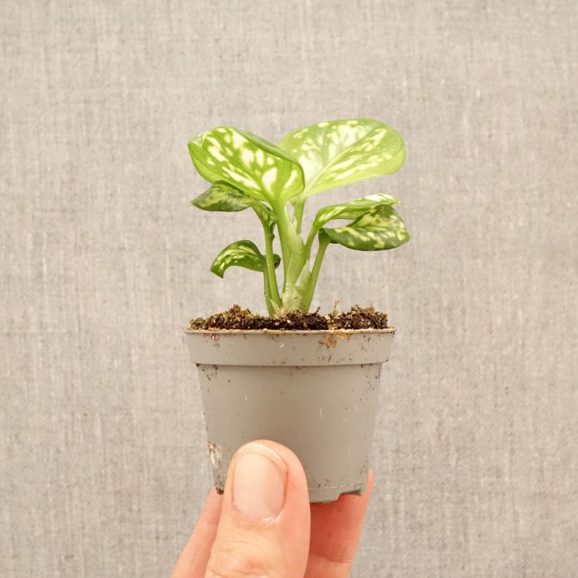 Exemplar von Aglaonema Variegata Pearls - Kolbenfaden Mini-Pflanze wie im Frühjahr geliefert