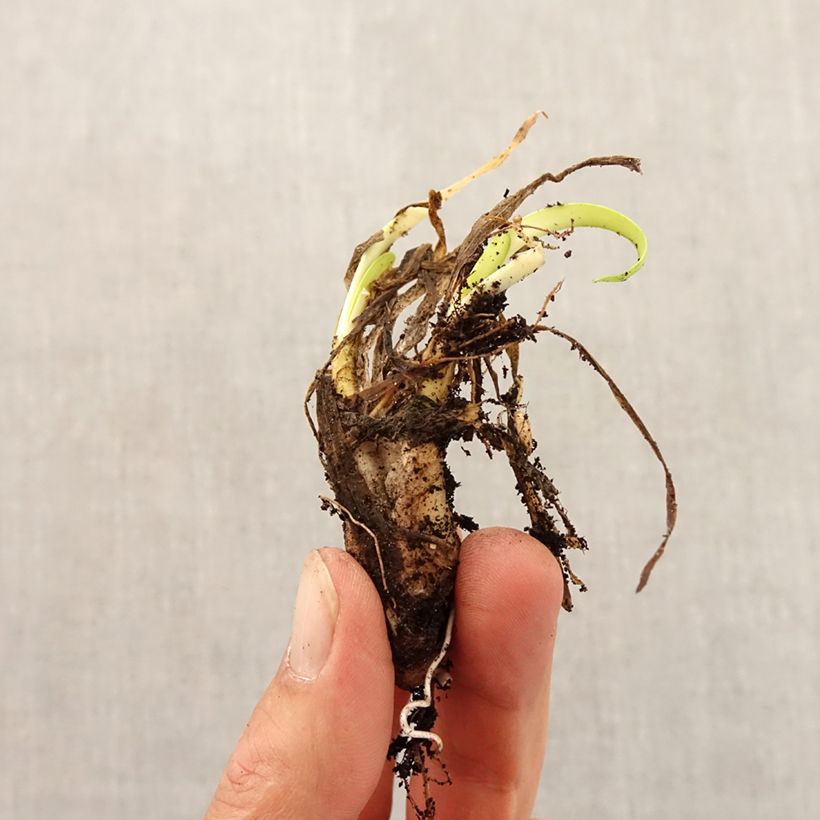 Exemplar von Allium angulosum - Kanten-Lauch Zwiebel Kaliber/Größe I wie im Herbst geliefert