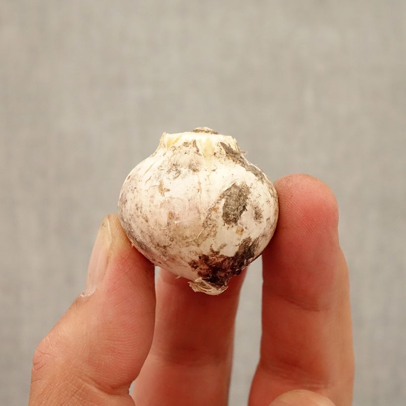 Exemplar von Allium atropurpureum - Zierlauch Zwiebel Kaliber/Größe 8+ wie im Herbst geliefert