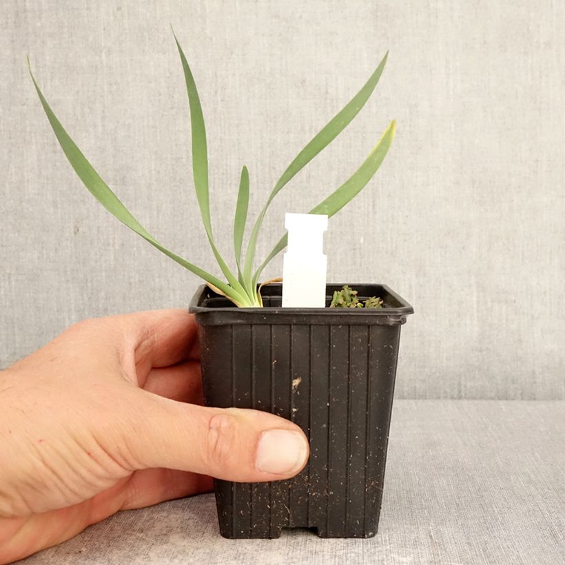 Exemplar von Allium Bubble Bath - Zierlauch Kleine Töpfe von 8/9 cm wie im Frühjahr geliefert