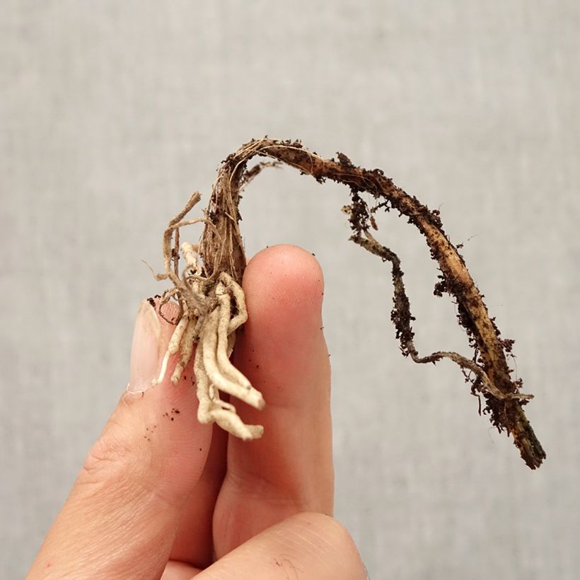 Exemplar von Allium cyathophorum var farreri - Kanzu-Lauch Zwiebel Kaliber/Größe I wie im Herbst geliefert