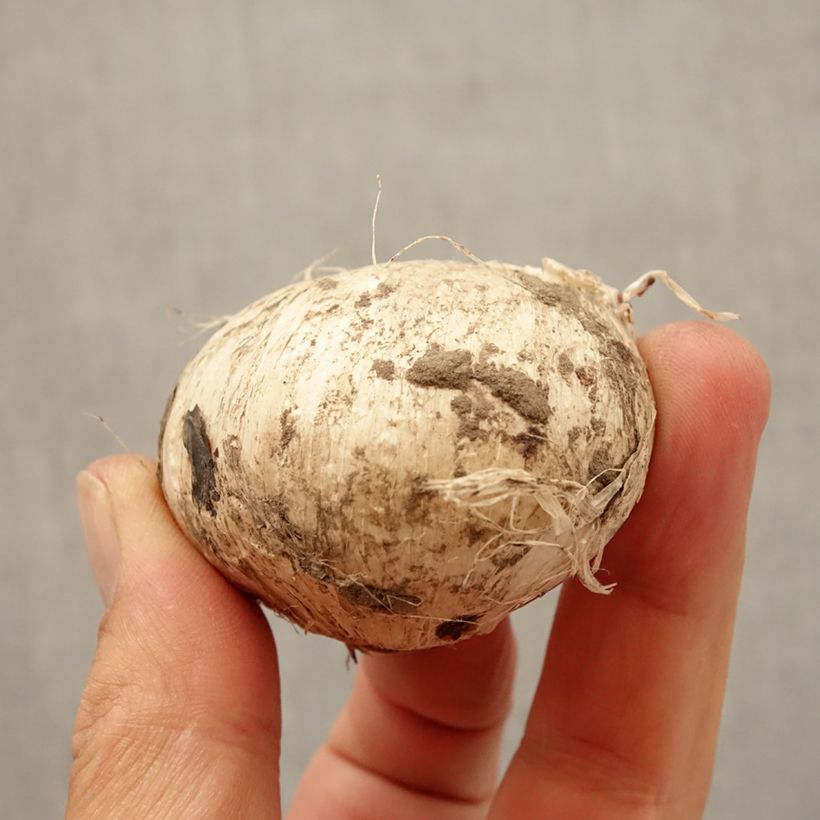 Exemplar von Allium amethystinum Forelock - Zierlauch Zwiebel Kaliber/Größe 14+ wie im Herbst geliefert