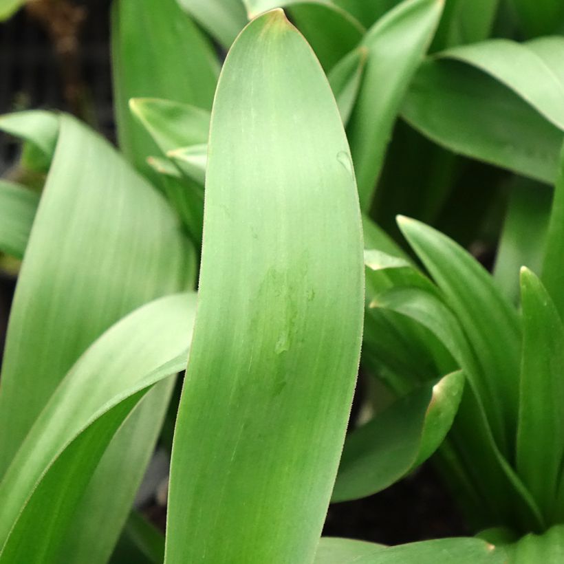 Allium giganteum - Riesen-Lauch (Laub)