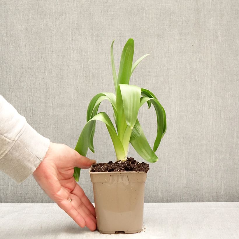 Exemplar von Allium giganteum - Riesen-Lauch Topf 12 cm / 13 cm Kaliber/Größe 20+ wie im Frühjahr geliefert