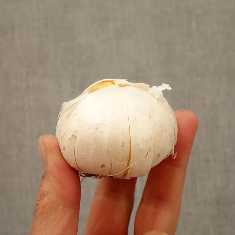 Example of Allium Gladiator - Zierlauch Zwiebel Kaliber/Größe 20+ as you get in automne