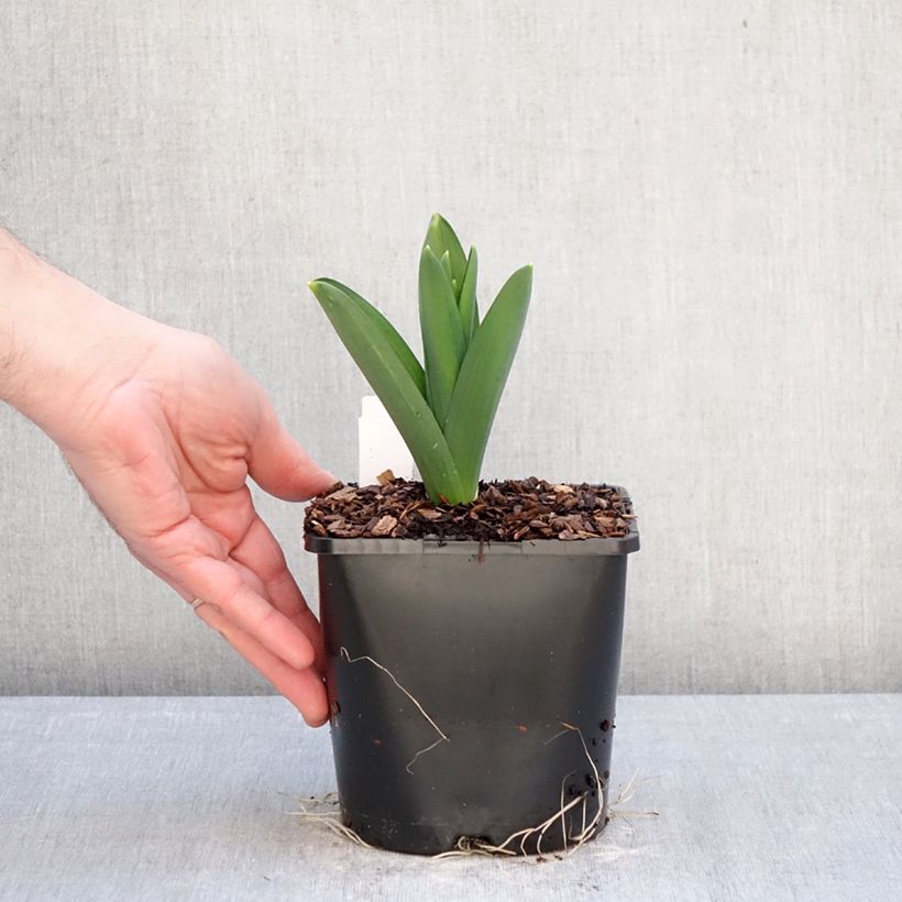 Example of Allium Gladiator - Zierlauch Topf mit 2L/3L Kaliber/Größe 18 as you get in hiver