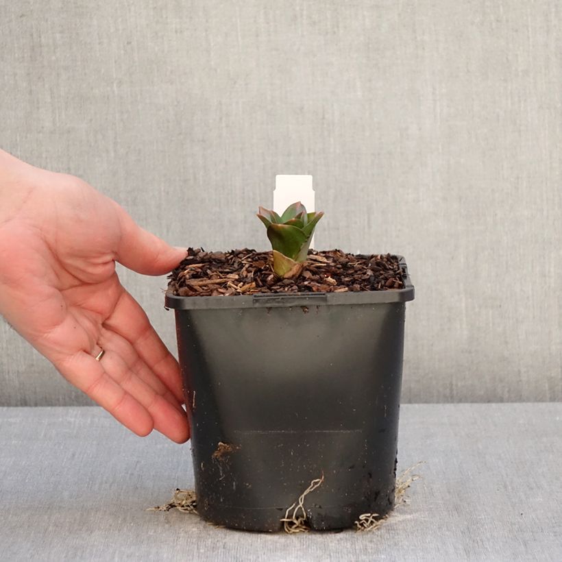 Example of Allium Globemaster - Zierlauch Topf mit 2L/3L as you get in hiver