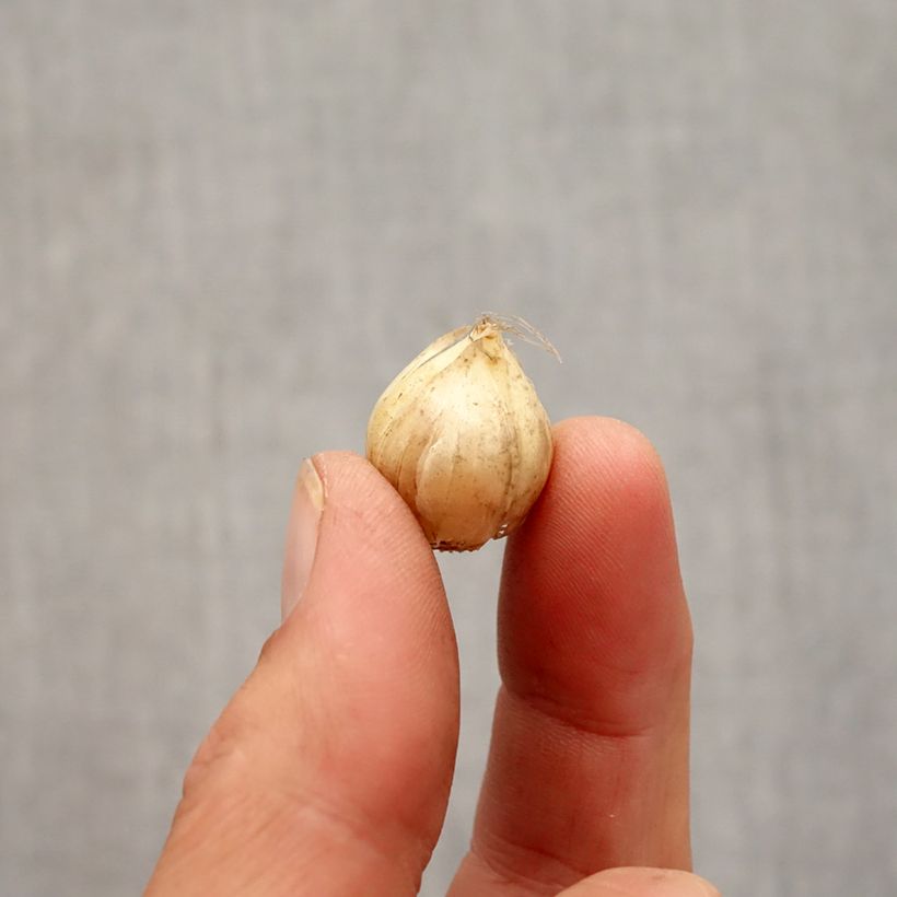 Exemplar von Allium vineale Hair - Weinberglauch Zwiebel Kaliber/Größe 5+ wie im Herbst geliefert