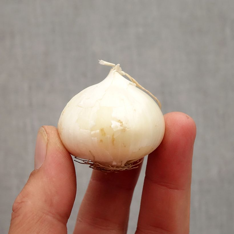 Exemplar von Allium karataviense - Blauzungen-Lauch Zwiebel Kaliber/Größe 10+ wie im Herbst geliefert