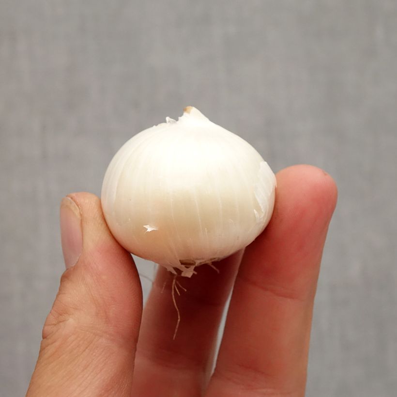 Exemplar von Allium karataviense Ivory Queen - Blauzungen-Lauch Zwiebel Kaliber/Größe 12+ wie im Herbst geliefert