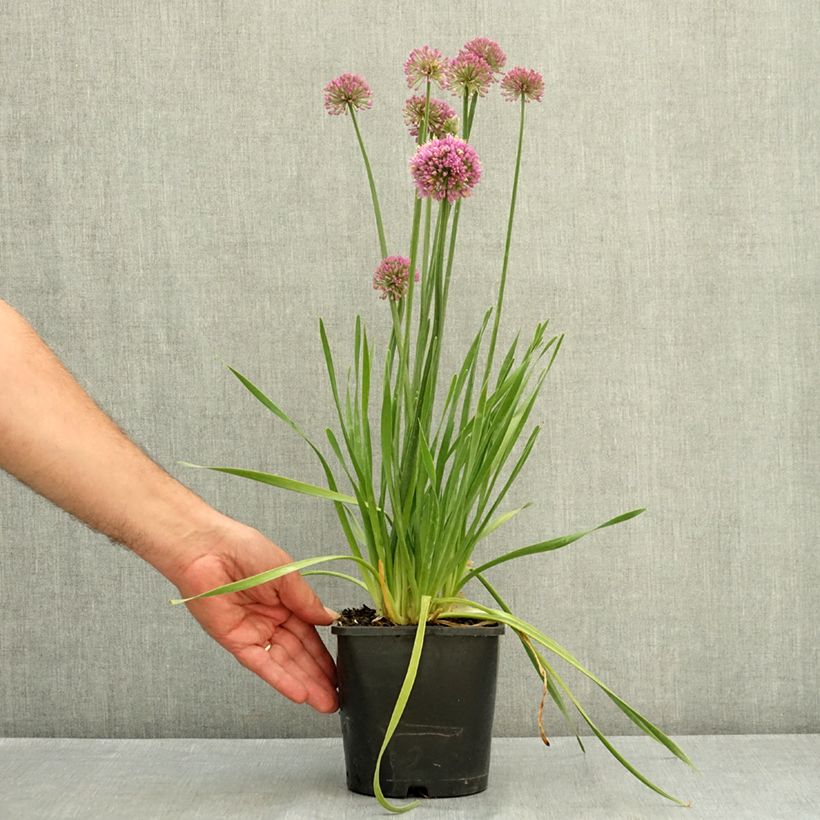 Exemplar von Allium Lavender Bubbles - Zierlauch Topf mit 2L/3L wie im Sommer geliefert