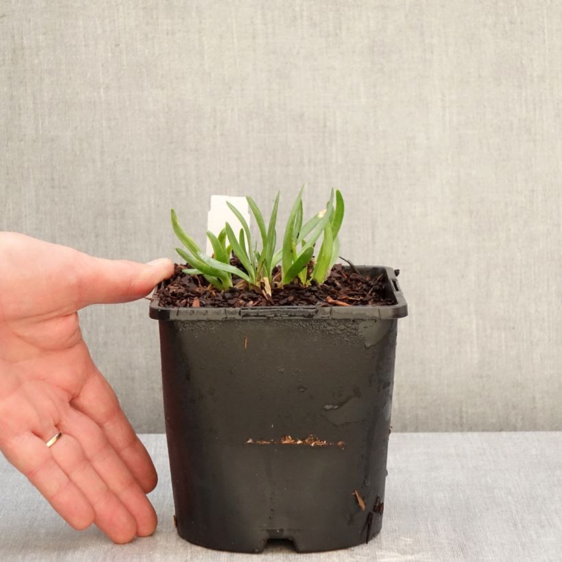 Exemplar von Allium Lavender Bubbles - Zierlauch Topf mit 2L/3L wie im Winter geliefert