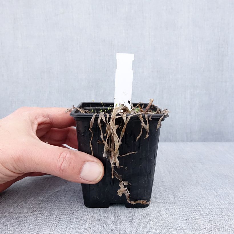 Exemplar von Ail d'ornement - Allium Little Sapphire Godet de 8/9 cm wie im Winter geliefert