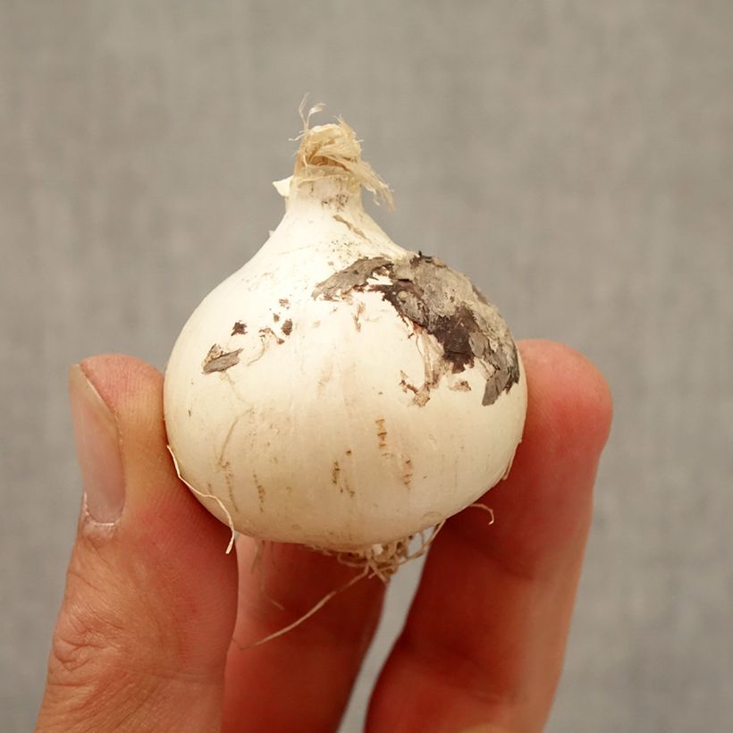 Example of Allium schubertii Magic - Schuberts Lauch Zwiebel Kaliber/Größe 10+ as you get in automne