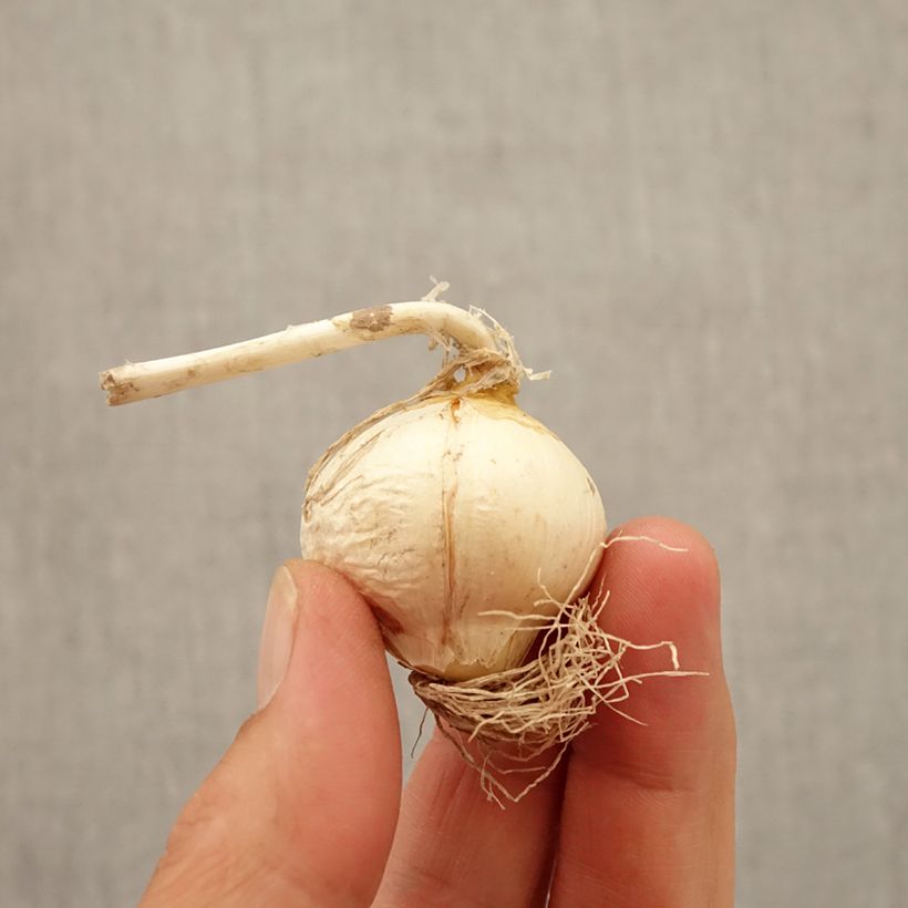 Example of Allium Miami - Zierlauch Zwiebel Kaliber/Größe 10+ as you get in automne