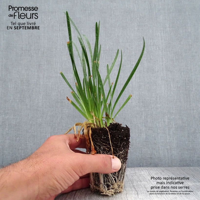 Example of Allium Millenium - Zierlauch Mini-Plug Ø 3/4 cm as you get in automne