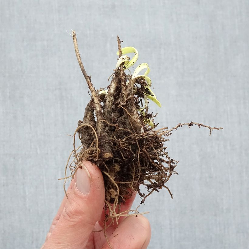 Example of Allium Millenium - Zierlauch Wurzelnackt as you get in hiver