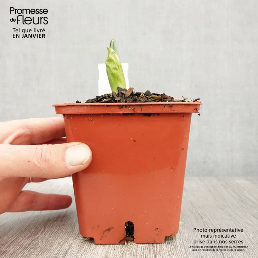 Exemplar von Ail d'ornement - Allium Mont Blanc Pot de 1L/1,5L wie im Winter geliefert