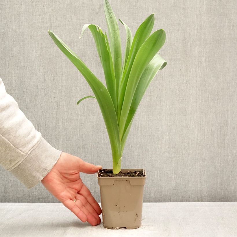 Exemplar von Allium stipitatum Mount Everest - Zierlauch Topf 12 cm / 13 cm Kaliber/Größe 18/20 wie im Frühjahr geliefert