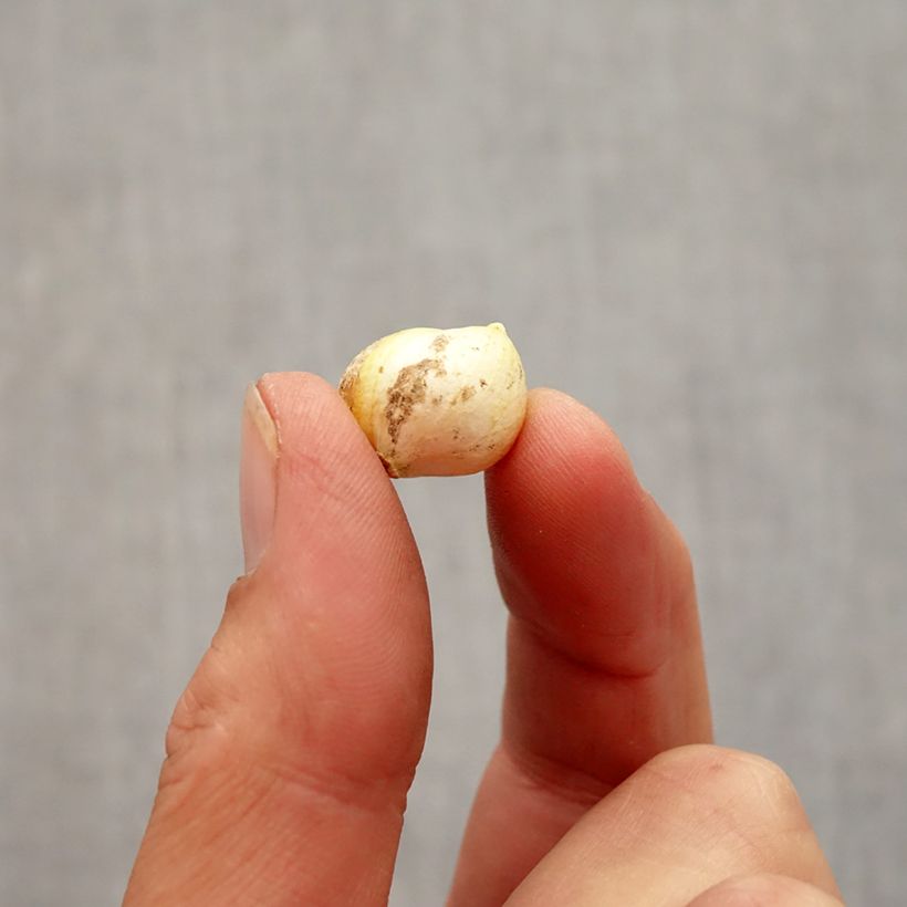 Exemplar von Allium neapolitanum - Neapolitanischer Lauch Zwiebel Kaliber/Größe 4+ wie im Herbst geliefert