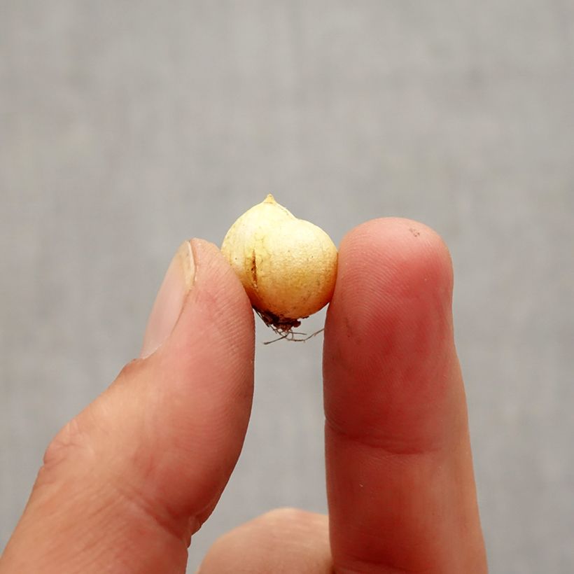 Exemplar von Allium neapolitanum Groupe Cowanii - Neapolitanischer Lauch Zwiebel Kaliber/Größe 5+ wie im Herbst geliefert