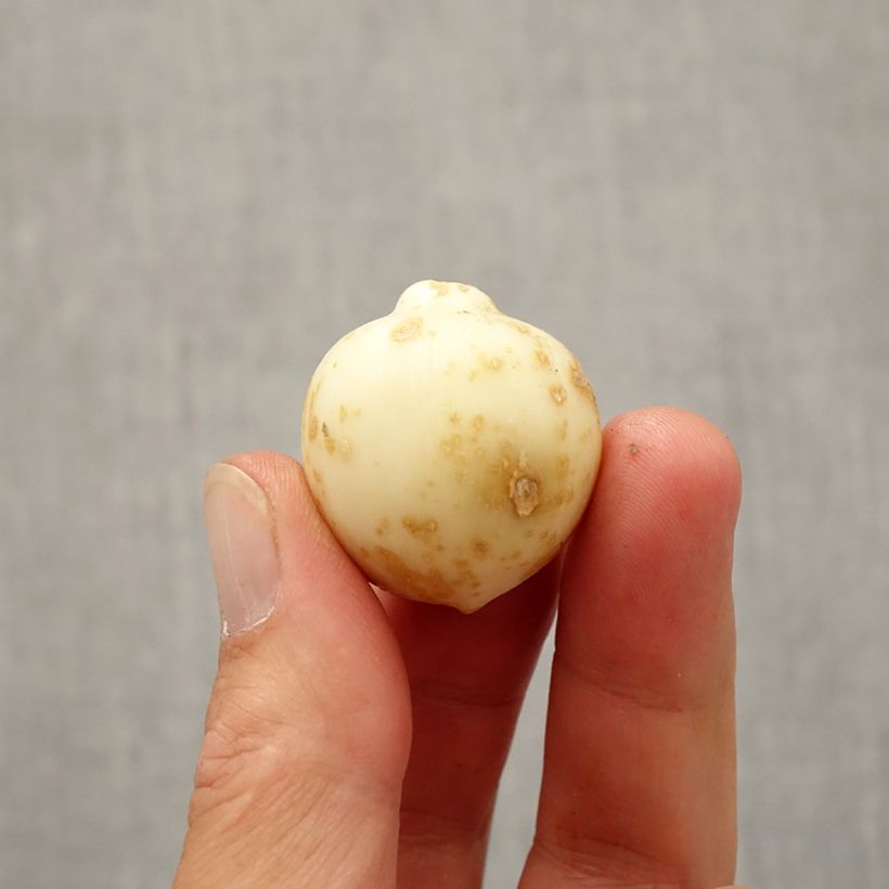 Exemplar von Allium nevskianum - Blauzungen-Lauch Zwiebel Kaliber/Größe 10+ wie im Herbst geliefert