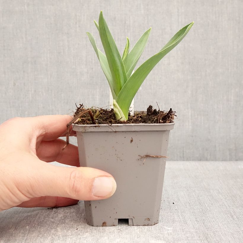 Exemplar von Allium nigrum ssp multibulbosum - Zierlauch Kleine Töpfe von 8/9 cm Kaliber/Größe 12+ wie im Winter geliefert