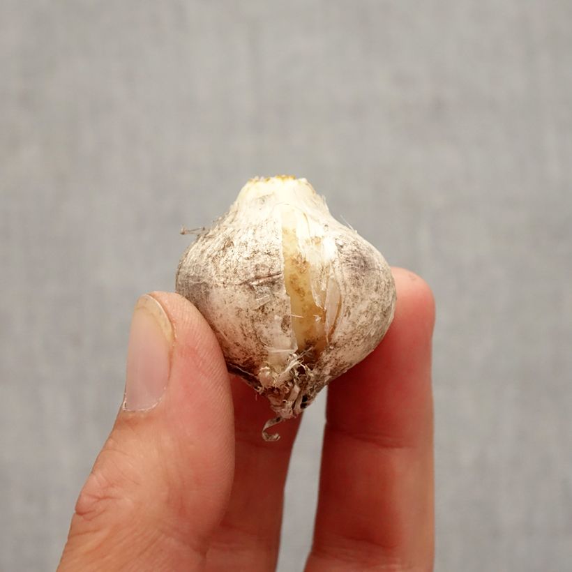 Exemplar von Allium nigrum Pink Jewel - Zierlauch Zwiebel Kaliber/Größe 10+ wie im Herbst geliefert