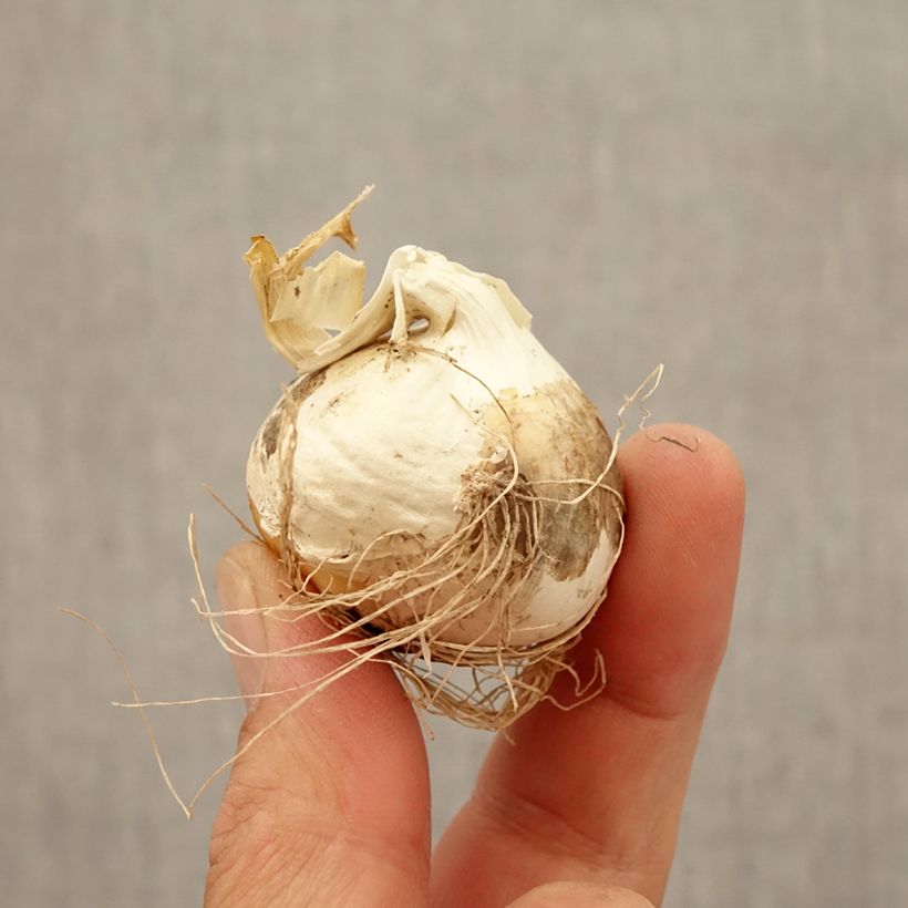 Exemplar von Allium Ostara - Zierlauch Zwiebel Kaliber/Größe 12+ wie im Herbst geliefert