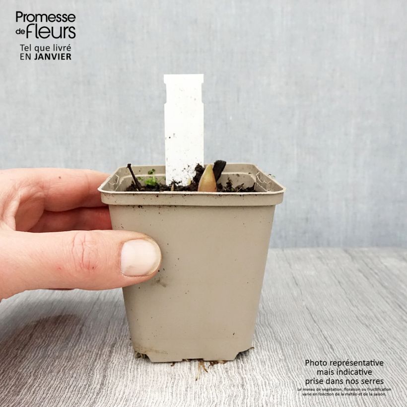 Exemplar von Ail d'ornement - Allium Ostara Godet de 8/9 cm wie im Winter geliefert