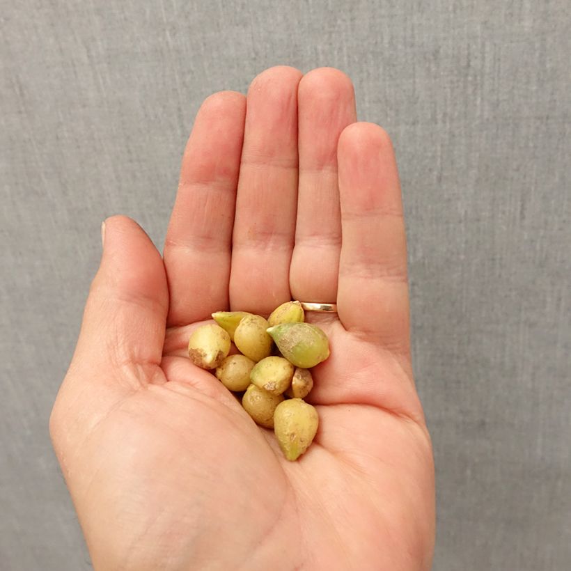 Exemplar von Allium paradoxum var. normale - Wunder-Lauch Zwiebel Kaliber/Größe I wie im Herbst geliefert