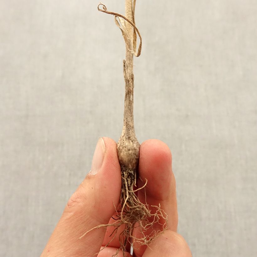 Exemplar von Allium pulchellum - Schöner Lauch Zwiebel Kaliber/Größe I wie im Herbst geliefert