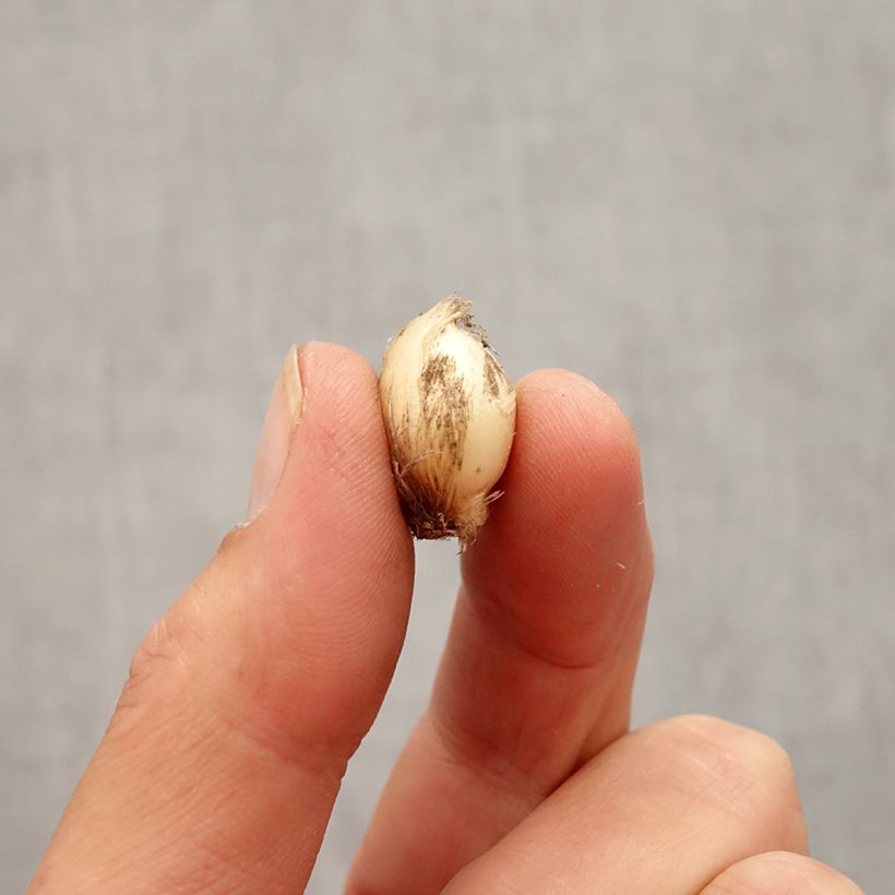 Example of Allium scorodoprasum Bizarre - Knoblauchartiger Lauch Zwiebel Kaliber/Größe 5+ as you get in automne