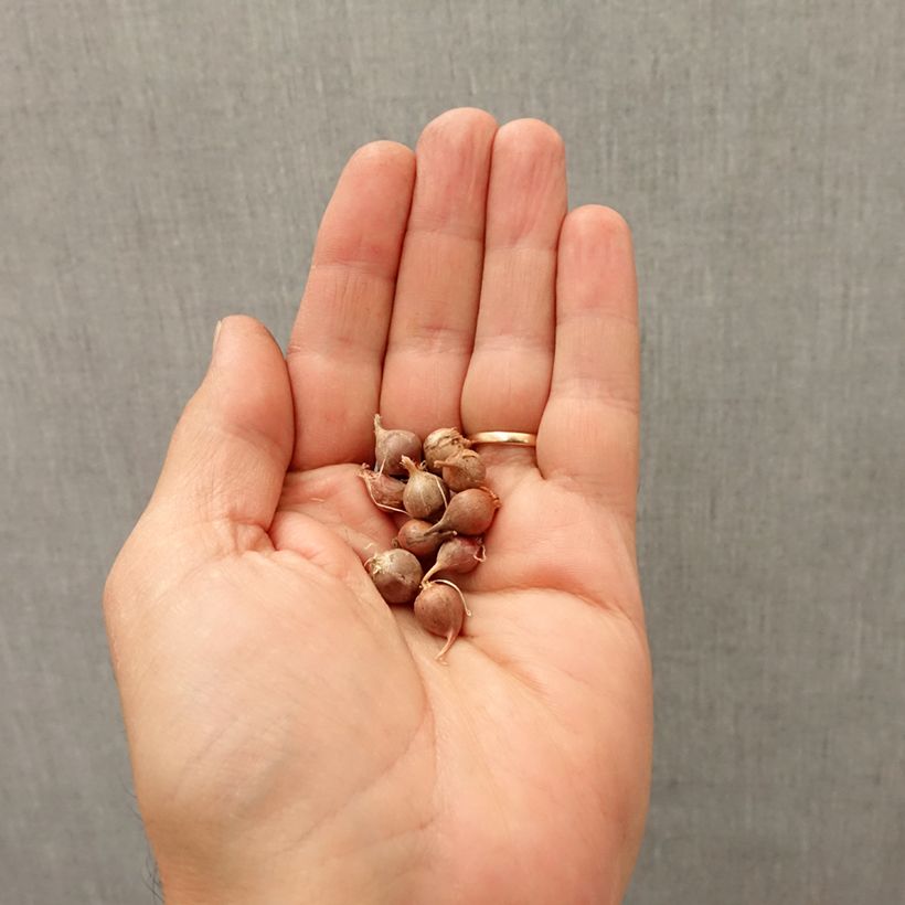 Exemplar von Allium rotundum - Runder Lauch Zwiebel Kaliber/Größe I wie im Herbst geliefert