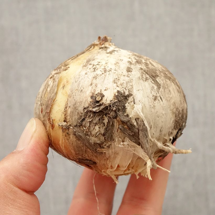 Exemplar von Allium Round and Purple - Zierlauch Zwiebel Kaliber/Größe 18/20 wie im Herbst geliefert