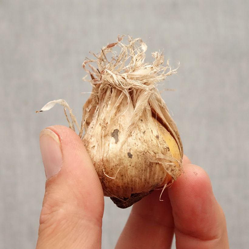 Exemplar von Allium schubertii Arctic Snow - Schuberts Lauch Zwiebel Kaliber/Größe 12+ wie im Herbst geliefert