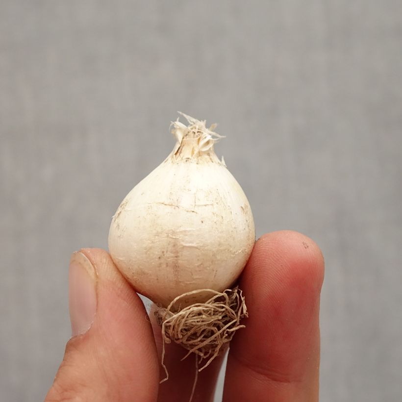 Example of Allium schubertii - Schuberts Lauch Zwiebel Kaliber/Größe 12+ as you get in automne