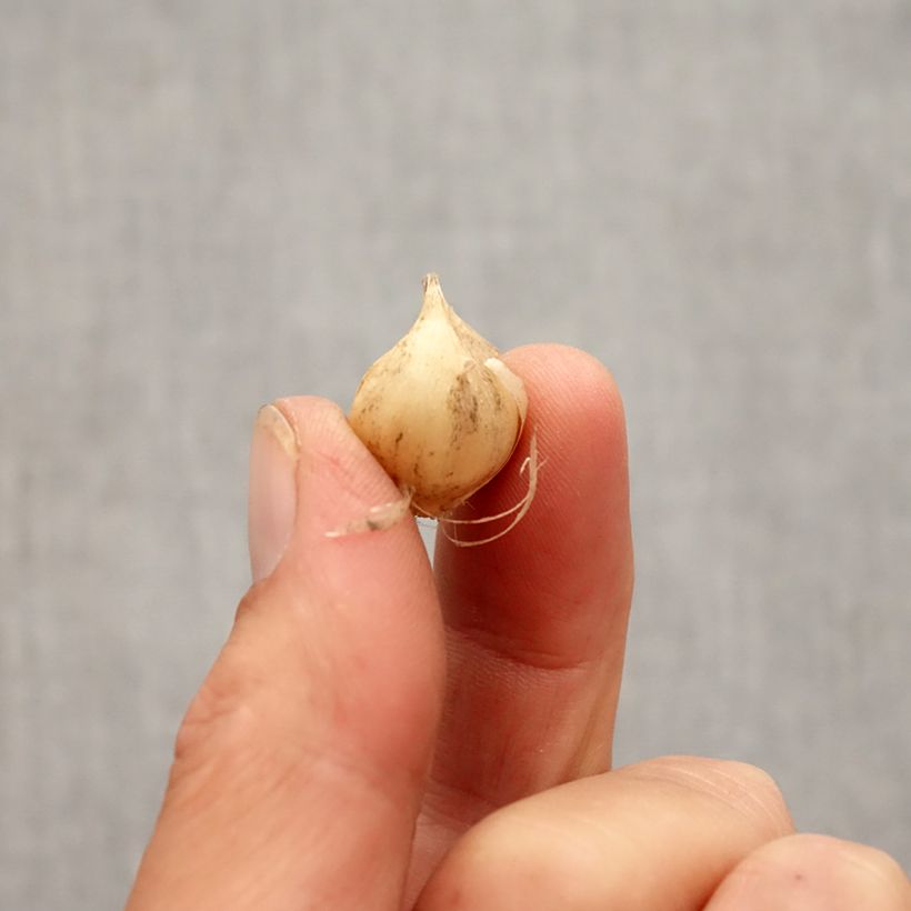 Exemplar von Allium scorodoprasum Art - Knoblauchartiger Lauch Zwiebel Kaliber/Größe 5+ wie im Herbst geliefert