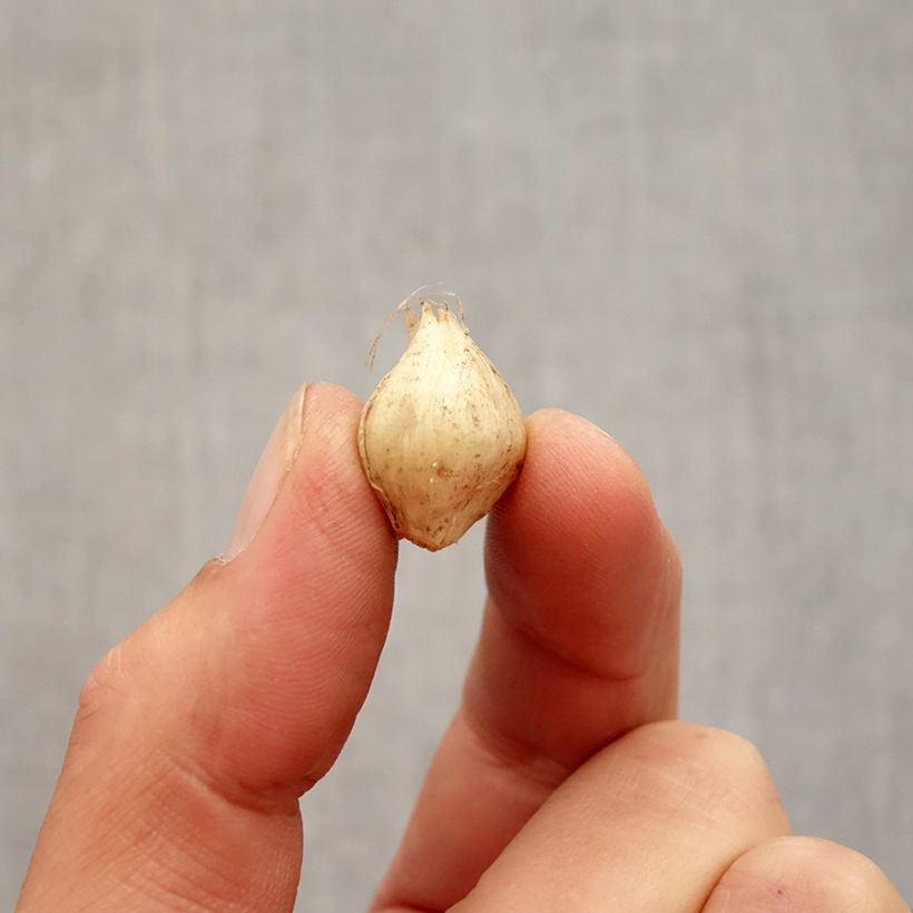 Exemplar von Allium scorodoprasum Passion - Knoblauchartiger Lauch Zwiebel Kaliber/Größe 5+ wie im Herbst geliefert