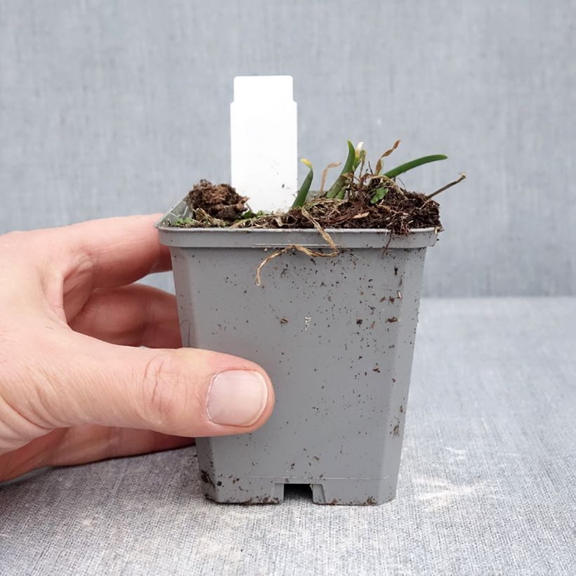 Example of Allium In Orbit - Zierlauch Kleine Töpfe von 8/9 cm Kaliber/Größe I as you get in hiver