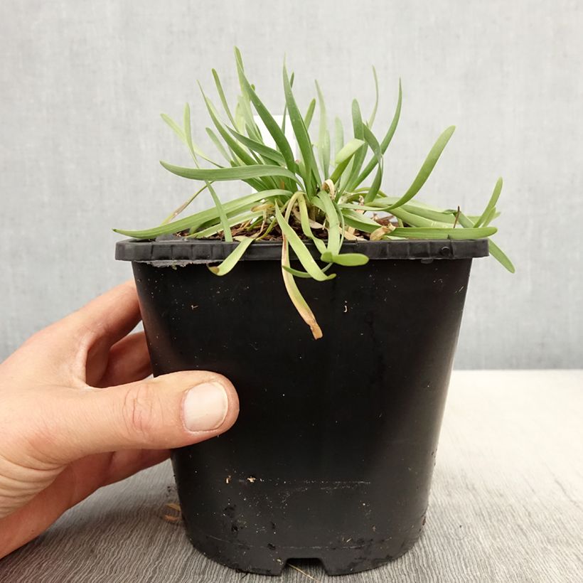 Example of Allium In Orbit - Zierlauch Topf mit 2L/3L as you get in printemps