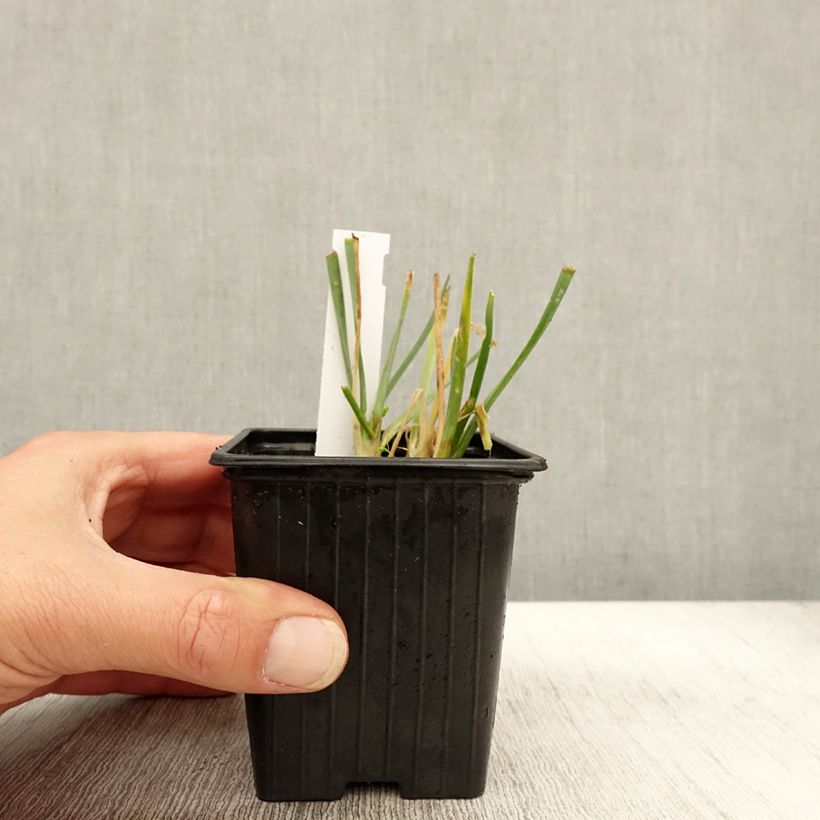 Exemplar von Ail d'ornement - Allium senescens Lisa Blue Godet de 8/9 cm calibre I wie im Herbst geliefert