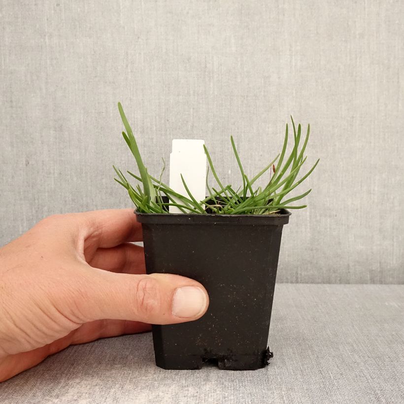 Exemplar von Allium senescens subsp. montanum - Berg-Lauch Kleine Töpfe von 8/9 cm Kaliber/Größe I wie im Frühjahr geliefert