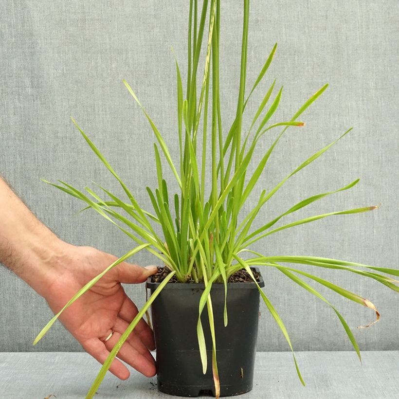 Exemplar von Allium senescens Summer Beauty - Berg-Lauch Topf mit 2L/3L Kaliber/Größe I wie im Sommer geliefert