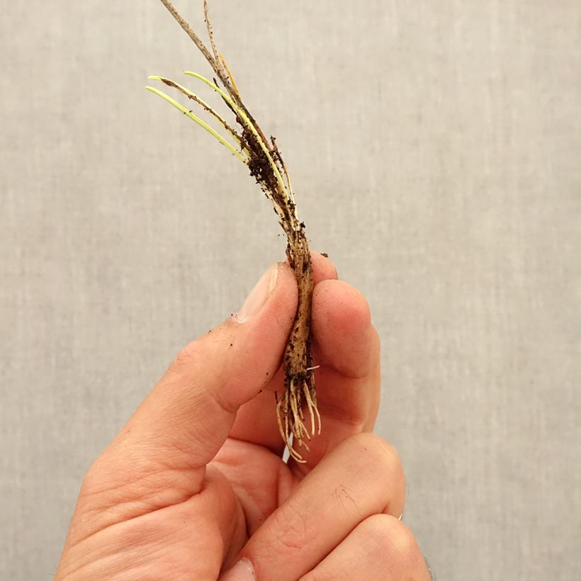 Exemplar von Allium sikkimense - Sikkim-Lauch Zwiebel Kaliber/Größe I wie im Herbst geliefert