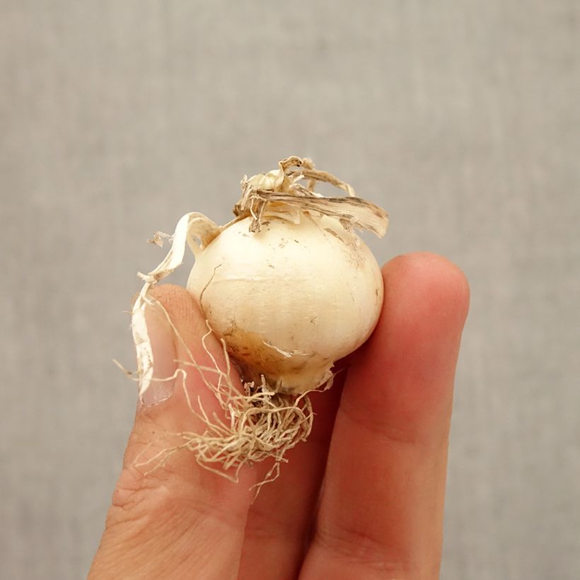 Example of Allium multibulbosum Silver Spring - Zierlauch Zwiebel Kaliber/Größe 2.5/5 as you get in automne