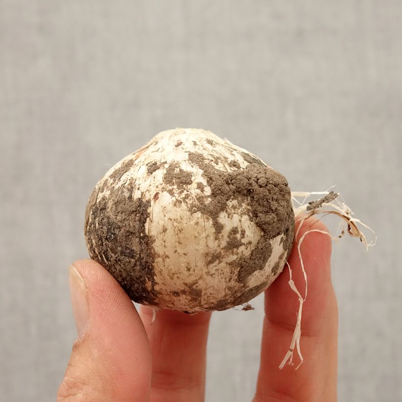 Example of Allium Statos - Zierlauch Zwiebel Kaliber/Größe 14+ as you get in automne