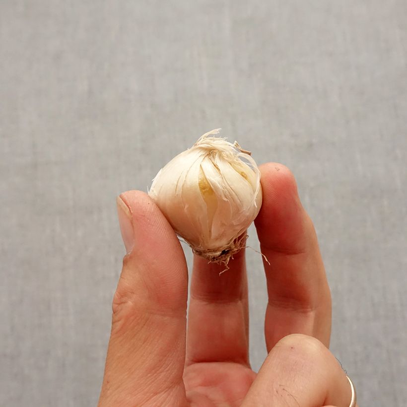 Exemplar von Allium stipitatum Violet Beauty - Zierlauch Zwiebel Kaliber/Größe 2.5/5 wie im Herbst geliefert