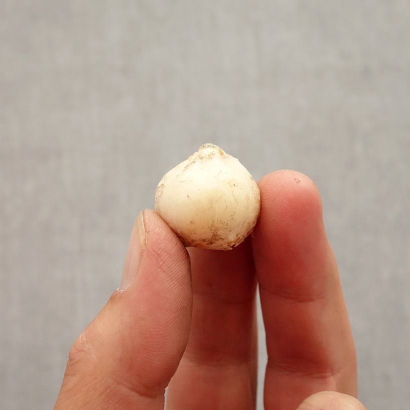 Example of Allium unifolium - Einblättriger Lauch Zwiebel Kaliber/Größe 5+ as you get in automne